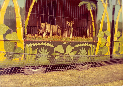 Ringling ammo cage # 79